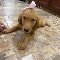 Golden retriever , a male Golden Retriever for sale in Orlando, FL – 6 of 6