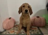 Golden retriever , a female Golden Retriever for sale in Orlando, FL – 3 of 8