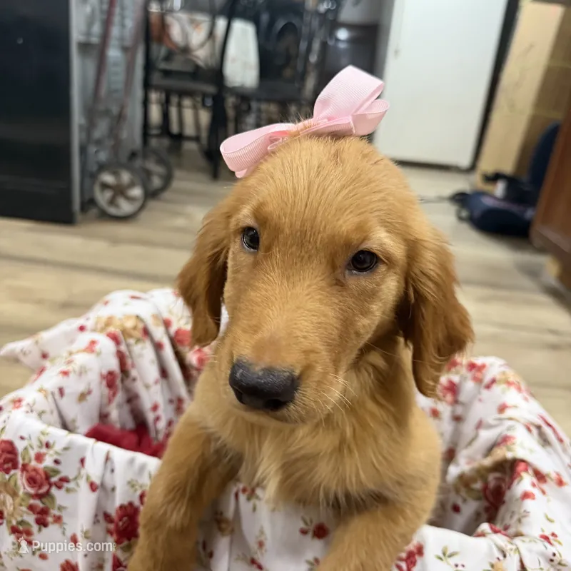 Golden retriever  – Golden Retriever puppy for sale in Orlando, FL