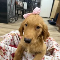 Golden retriever , a male Golden Retriever for sale in Orlando, FL – 1 of 6