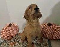 Golden retriever , a female Golden Retriever for sale in Orlando, FL – 8 of 8