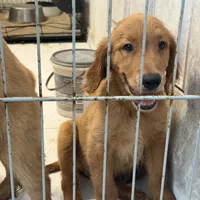 Golden retriever , a female Golden Retriever for sale in Orlando, FL – 2 of 10