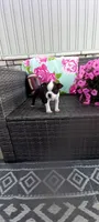 Buster, a male Boston Terrier for sale in Woodburn, IN – 4 of 5