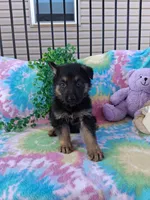 Joey , a male German Shepherd Dog for sale in Woodburn, IN – 3 of 3