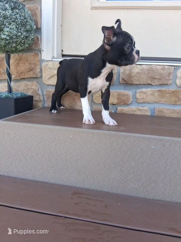 Lee – Boston Terrier puppy for sale in Woodburn, IN