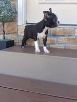 Lee, a male Boston Terrier for sale in Woodburn, IN – 1 of 5
