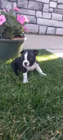 Brooke , a female Boston Terrier for sale in Woodburn, IN – 6 of 8