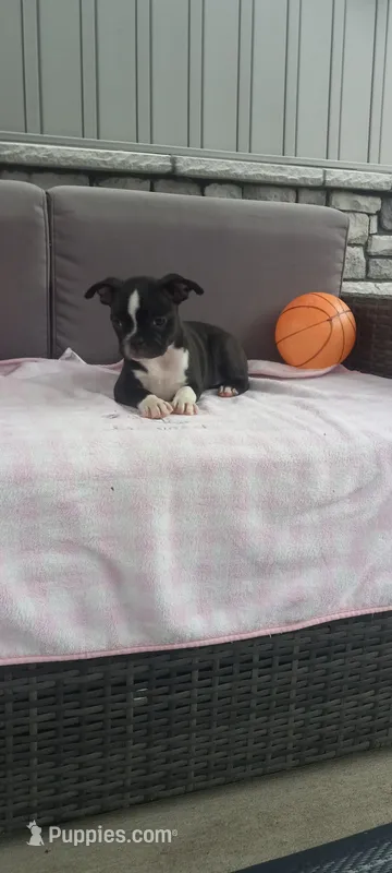 Abby – Boston Terrier puppy for sale in Woodburn, IN