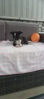 Abby, a female Boston Terrier for sale in Woodburn, IN – 1 of 7