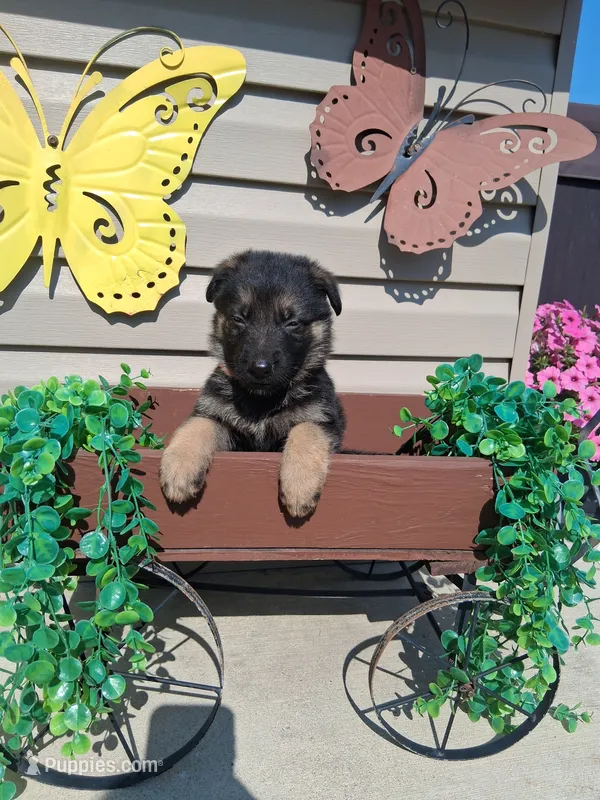 Jared  – German Shepherd Dog puppy for sale in Woodburn, IN
