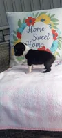 Bella, a female Boston Terrier for sale in Woodburn, IN – 8 of 8