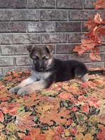 Lindsey , a female German Shepherd Dog for sale in Woodburn, IN – 3 of 5