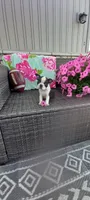 Buster, a male Boston Terrier for sale in Woodburn, IN – 2 of 5