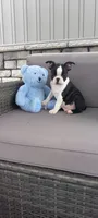 Benjie, a male Boston Terrier for sale in Woodburn, IN – 1 of 6