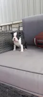 Benjie, a male Boston Terrier for sale in Woodburn, IN – 7 of 8