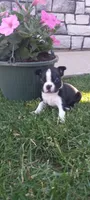 Brooke , a female Boston Terrier for sale in Woodburn, IN – 2 of 8