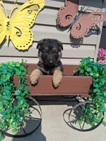 Jared , a male German Shepherd Dog for sale in Woodburn, IN – 2 of 3
