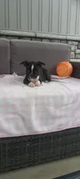 Abby, a female Boston Terrier for sale in Woodburn, IN – 2 of 7