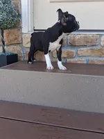 Lee, a male Boston Terrier for sale in Woodburn, IN – 3 of 5