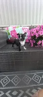 Buddy , a male Boston Terrier for sale in Woodburn, IN – 6 of 7