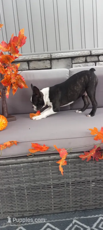 AJ – Boston Terrier puppy for sale in Woodburn, IN