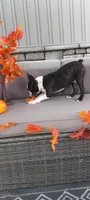 AJ, a male Boston Terrier for sale in Woodburn, IN – 4 of 7