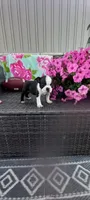 Buster, a male Boston Terrier for sale in Woodburn, IN – 5 of 5