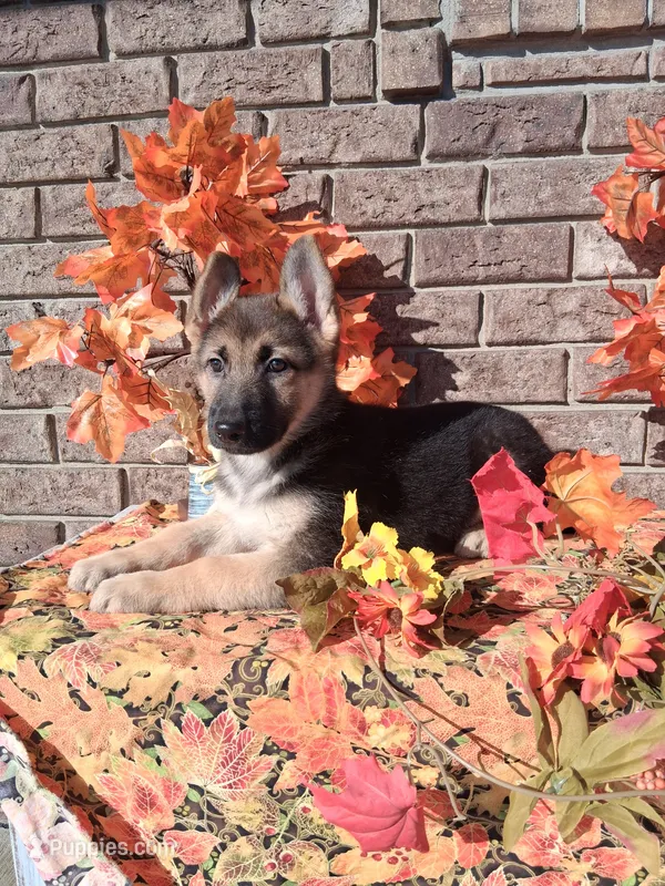 Lindsey  – German Shepherd Dog puppy for sale in Woodburn, IN