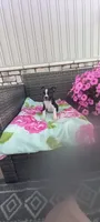 Brianna, a female Boston Terrier for sale in Woodburn, IN – 4 of 7