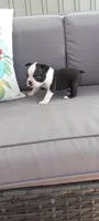 Buster, a male Boston Terrier for sale in Woodburn, IN – 5 of 7