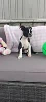 Brianna, a female Boston Terrier for sale in Woodburn, IN – 5 of 7