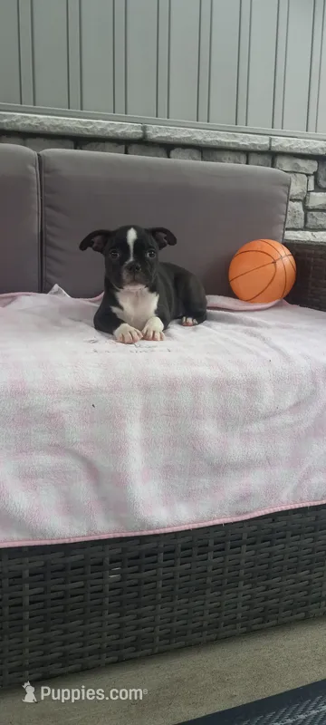 Abby – Boston Terrier puppy for sale in Woodburn, IN