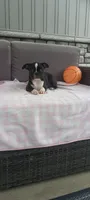Abby, a female Boston Terrier for sale in Woodburn, IN – 4 of 7