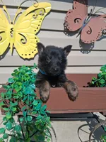 Jay, a male German Shepherd Dog for sale in Woodburn, IN – 2 of 4