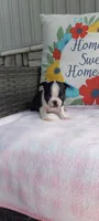 Brielle, a female Boston Terrier for sale in Woodburn, IN – 4 of 7