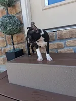 Lee, a male Boston Terrier for sale in Woodburn, IN – 5 of 5