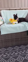 Benjie, a male Boston Terrier for sale in Woodburn, IN – 4 of 6