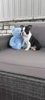 Benjie, a male Boston Terrier for sale in Woodburn, IN – 2 of 6