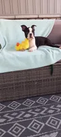 Benjie, a male Boston Terrier for sale in Woodburn, IN – 6 of 6