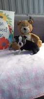 Bella, a female Boston Terrier for sale in Woodburn, IN – 5 of 8