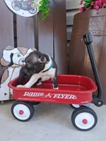 Leo, a male Boston Terrier for sale in Woodburn, IN – 2 of 4
