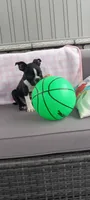 Brianna, a female Boston Terrier for sale in Woodburn, IN – 3 of 7