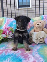 Jack, a male German Shepherd Dog for sale in Woodburn, IN – 5 of 5