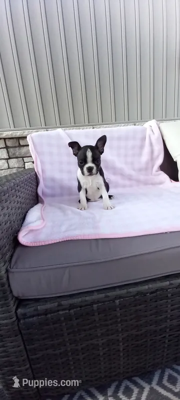 Brooke  – Boston Terrier puppy for sale in Woodburn, IN