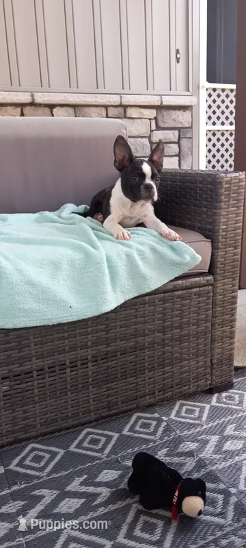 AJ – Boston Terrier puppy for sale in Woodburn, IN