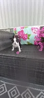 Benjie, a male Boston Terrier for sale in Woodburn, IN – 6 of 8