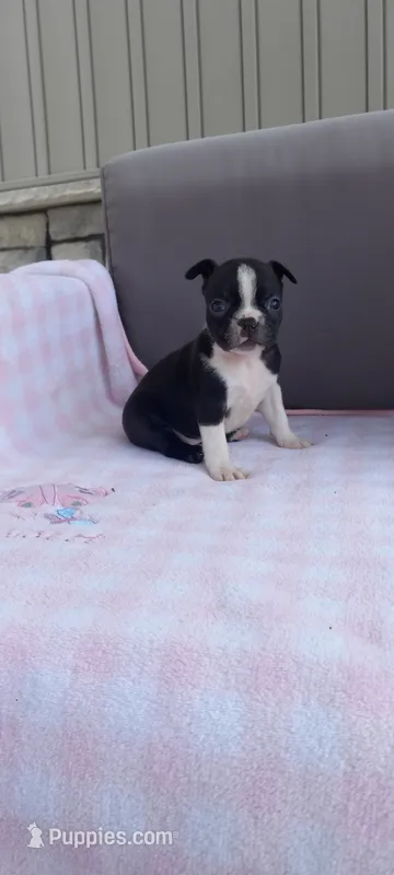 Brianna – Boston Terrier puppy for sale in Woodburn, IN