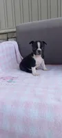 Brianna, a female Boston Terrier for sale in Woodburn, IN – 1 of 7