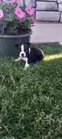 Brooke , a female Boston Terrier for sale in Woodburn, IN – 5 of 8