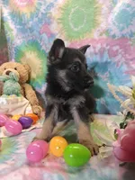 Asher, a male German Shepherd Dog for sale in Woodburn, IN – Photo 1 of 4